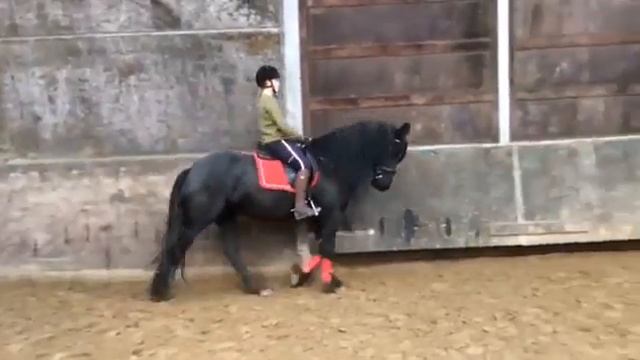 Продается фризская кобыла. Не дорого!