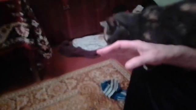 Наглая кошка, но она кормящая мама с двумя  котятами. https://www.youtube.com/watch?v=MK-syotJ7Mg