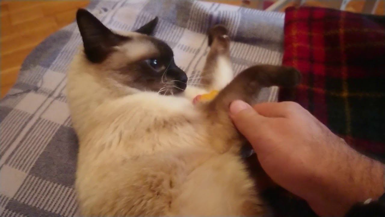 Кукла лол атакует кота