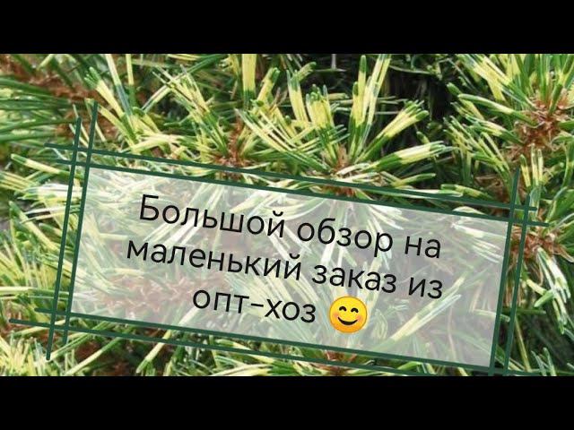 Обзор на Pinus parviflora 'Ogon-janome' из ин-т магазина Опт-хоз Сентябрь 2022