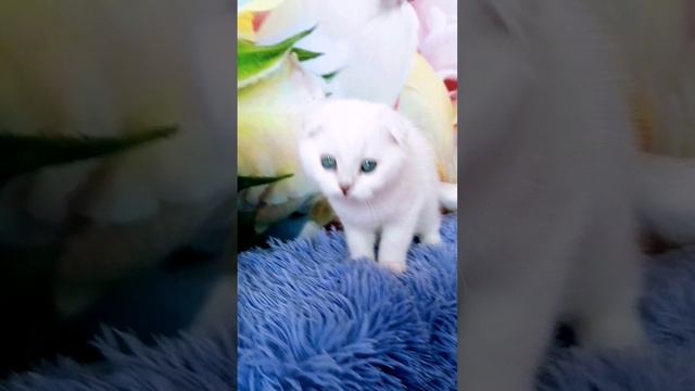 #Котики #шотландскиевислрухие