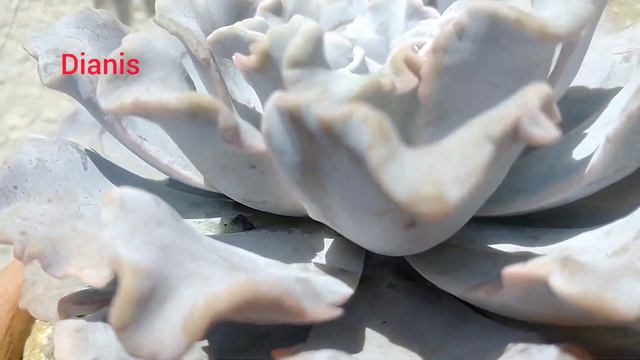 Como cuidar la echeveria crispate beauty
