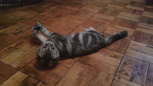 Мой котик