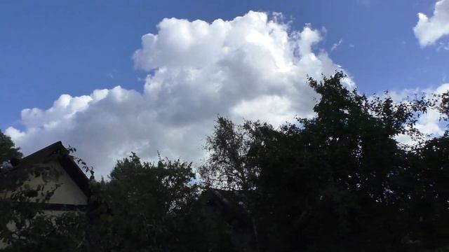История и чудесное спасение краповой голубки