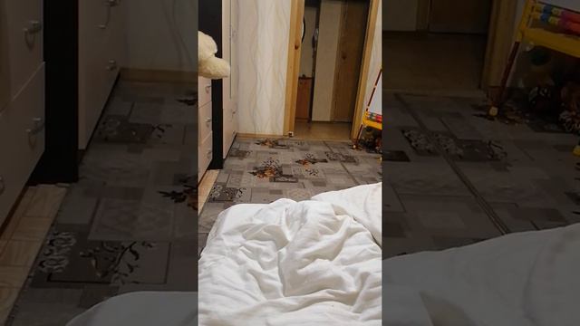 Кот играет с ребёнком в догонялки