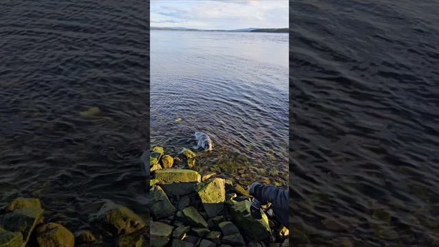 Котики бывают разные