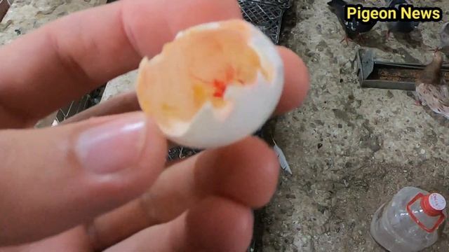 Вылупились птенцы из выброшенных Яиц