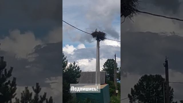 Я в восторге! Такое вижу впервые!