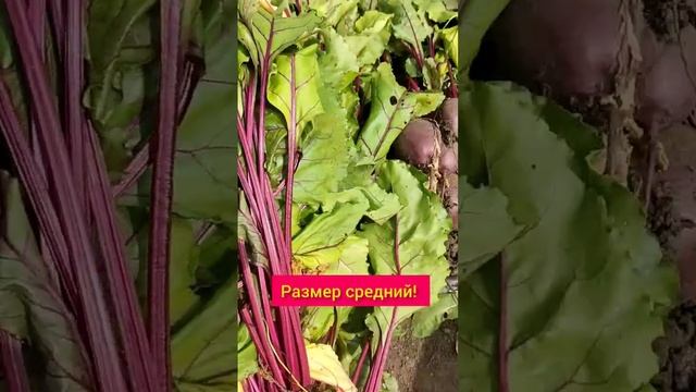 Как сделать свёклу товаром.