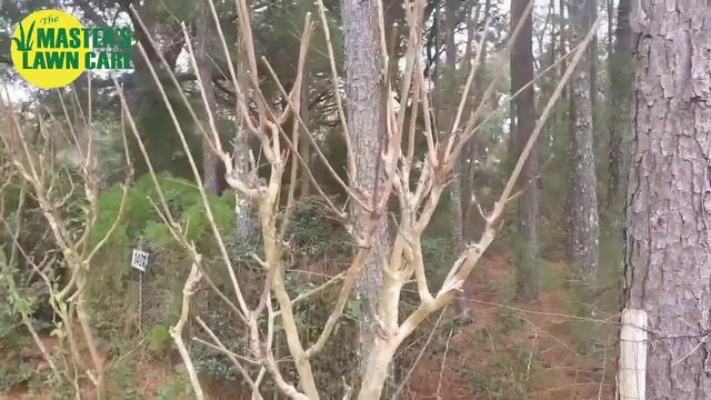 3 Tips for Pruning Crape Myrtles in North Florida