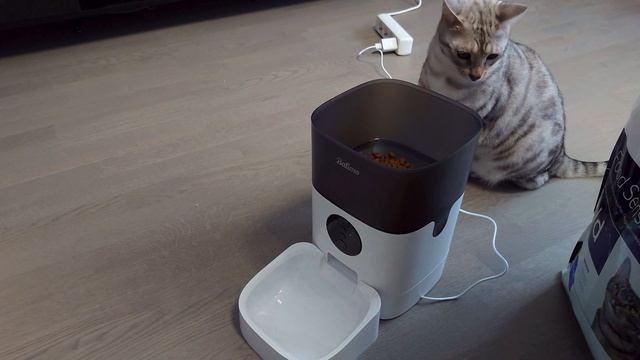 Автоматическая кормушка для котов | Кот Переедает | Кот Не дает Спать | Как Дела у Кота Вирсика