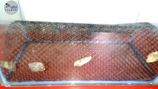 How to Set Up a Breeding Tank for Tetra/Barbs/Danio
