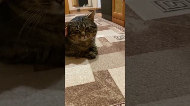 Дикий лесной кот.  Wild forest cat. #Shorts