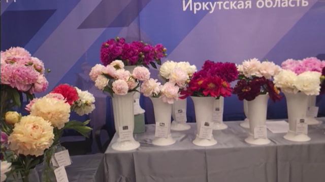 Более 100 сортов пионов представили цветоводы на выставке в Иркутске