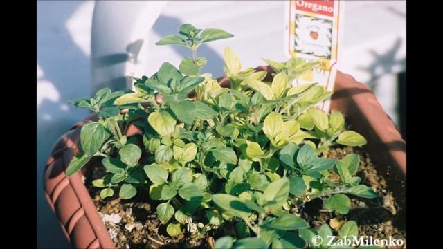 Bug Bites- Parasitic butterflies help out herbs