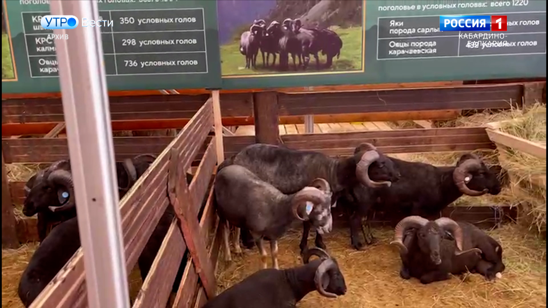 Животноводы КБР готовятся к выставке племенных овец и коз