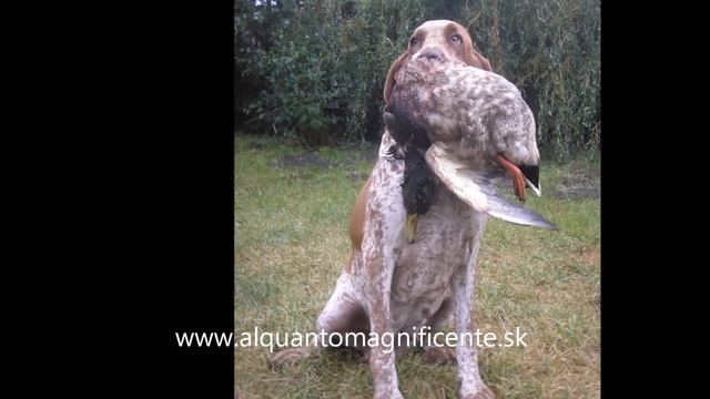 BRACCO ITALIANO - ALQUANTO MAGNIFICENTE KENNEL - SLOVAKIA