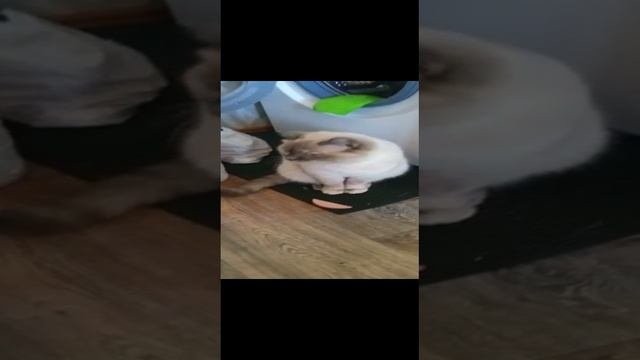 VID-20230415-WA0002.mp4