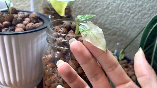 Houseplant Tour