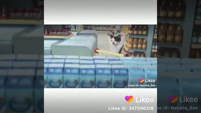 Котомаркет
