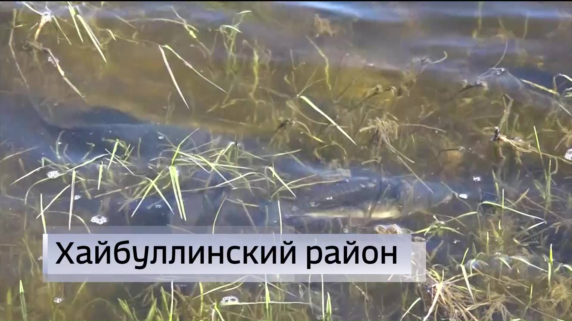 В водоемы Хайбуллинского района Башкирии выпустили больше тонны мальков