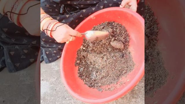 ସୁଗନ୍ଧରାଜ ଫୁଲ ଗଛ ରେ ଏତେ ଫୁଲ ତାର ସିକ୍ରେଟ ଉପାୟ କଣ #Gandharaj plant care