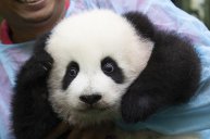 Невероятный факт №3: "Маленькие панды - крепкие и здоровые"