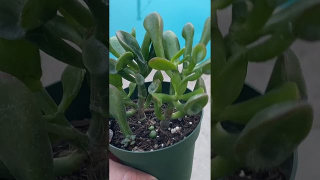 Ogre ear propagation