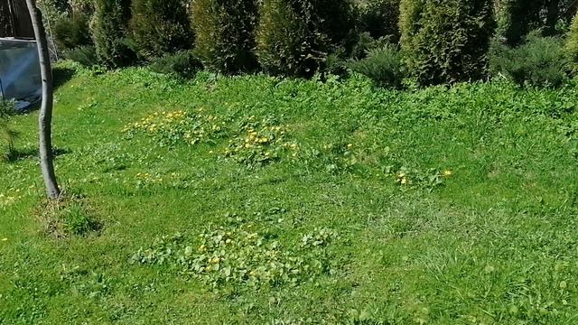 Чистяк весенний (Ficaria verna)на газоне - первый покос в саду в апреле 2024.