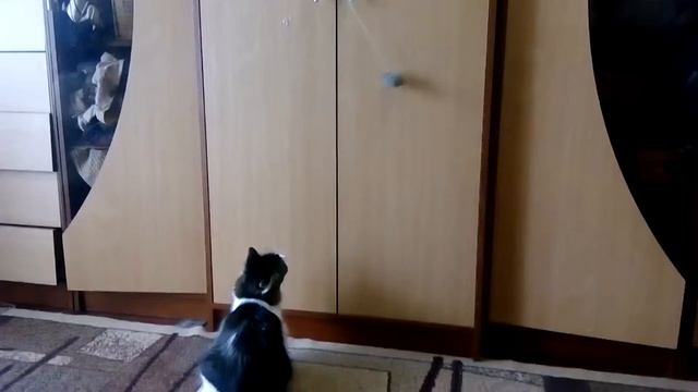 бешеная кошка