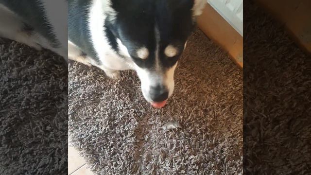 Боба поймал мишь.#dog#perro#собака