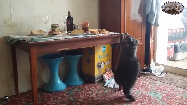 как енот Семён отметил пасху