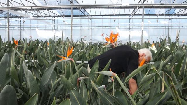 Holland Strelitzia