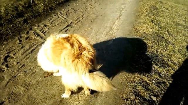 Щенок колли на весеннем солнышке