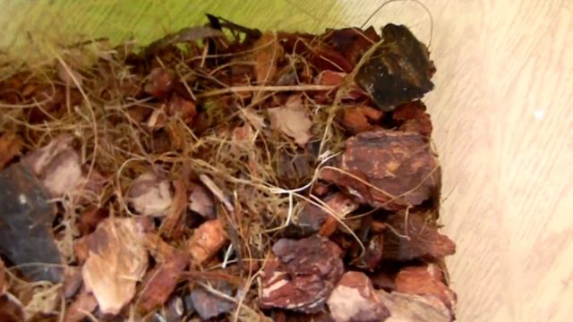 Погдотовка дома для паука птициеда