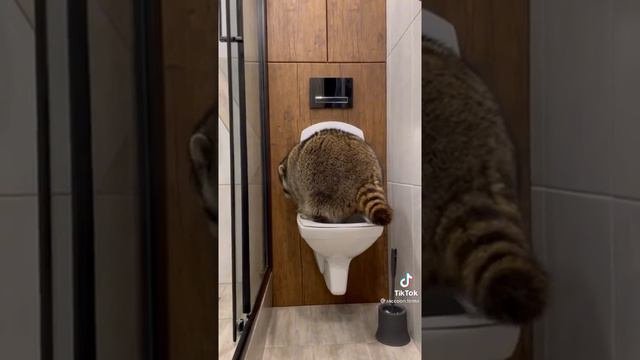 Енот сходил в туалет🤣