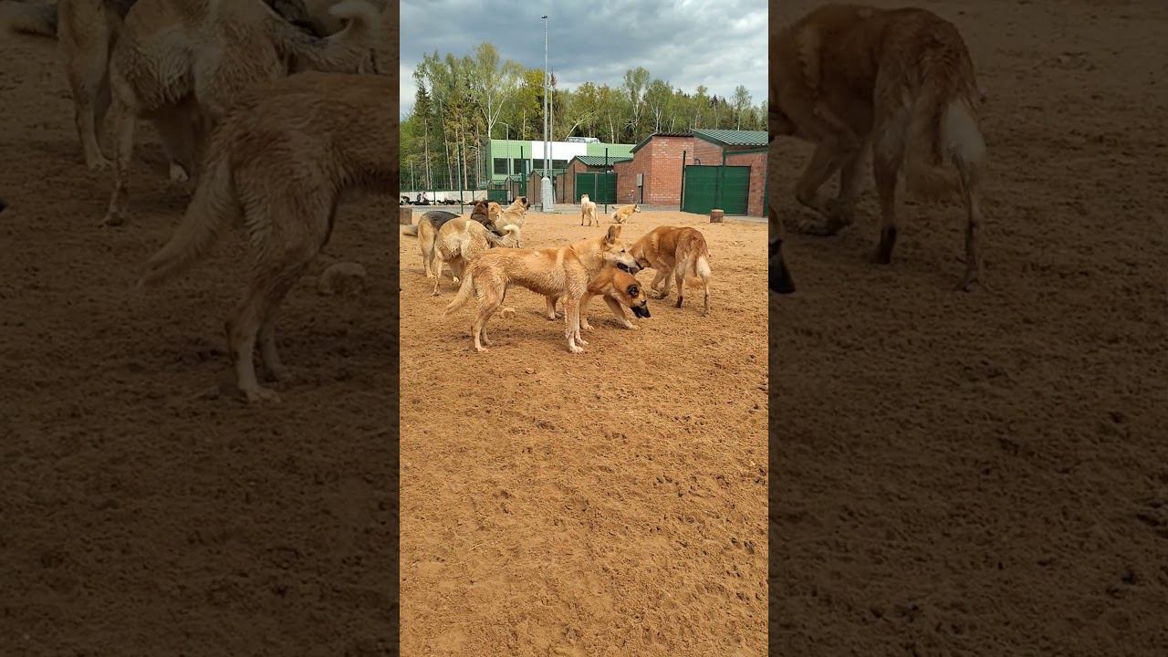 Ничего себе мы такие, да и небо симпатишное #приютмалинки