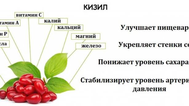 Посылка от дочери. Польза кизила.