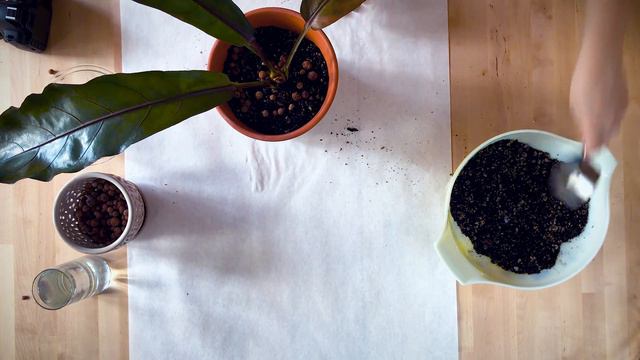 Repotting Anthurium "Water Dragon"