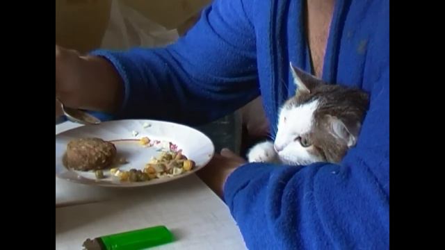 Кошка кушает Funny cat