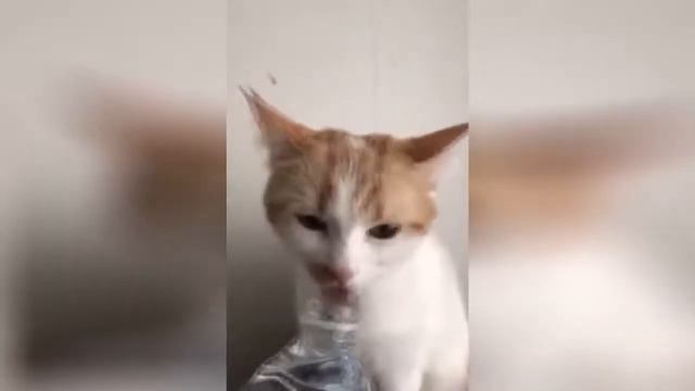 приколы над животными