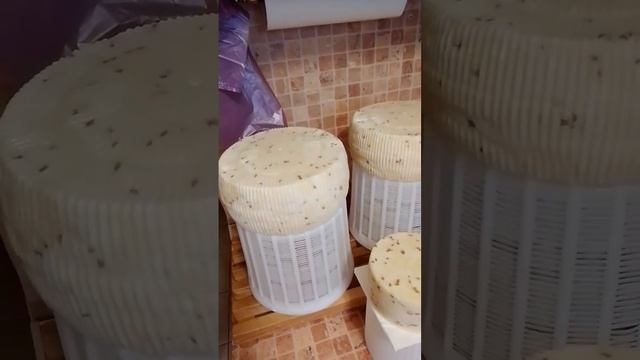 КАЧОТТА  сыр ручной работы - свои коровы  !!