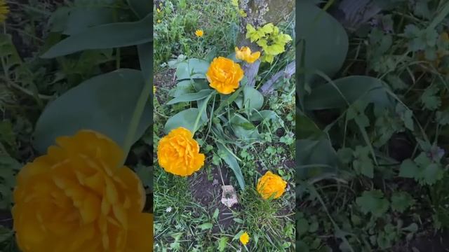 Желтые тюльпаны махровые как пион