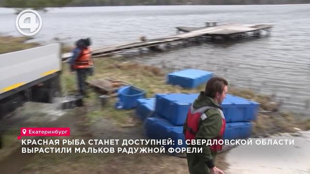 Красная рыба станет доступней: в Свердловской области вырастили мальков радужной форели