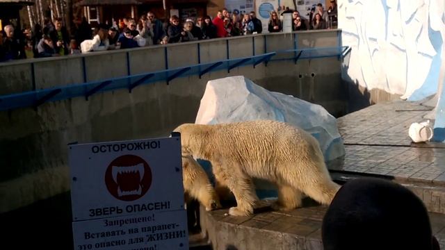 Белые медведи шалят