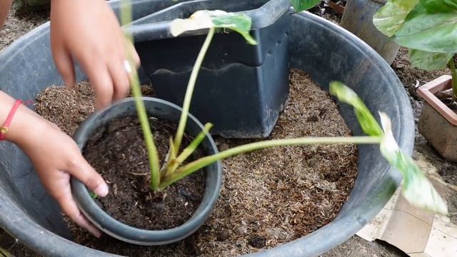ANU-ANO ANG DAHIL KUNG BAKIT HINDI LUMALAGO ANG MGA ALOCASIA|REPOTTING ALOCASIA ALBO