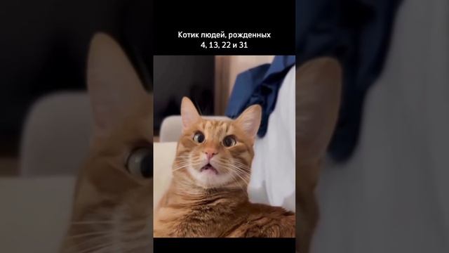 А правда, что коты похожи на своих хозяев?