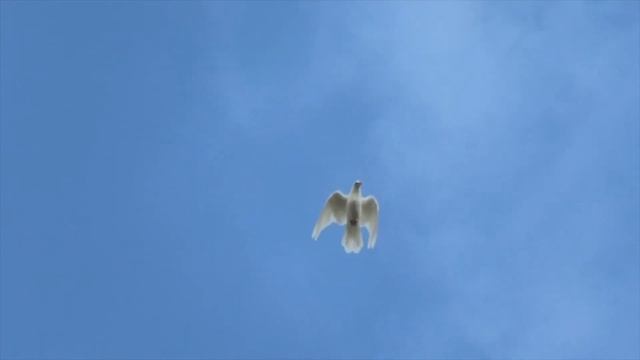 Не летная погода для голубей!