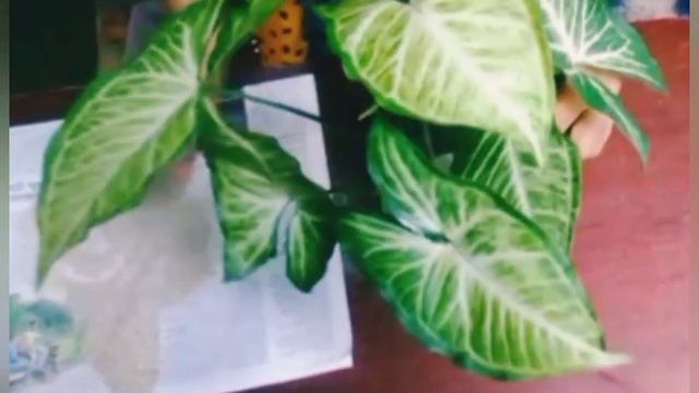 How to easily grow syngonium plant
