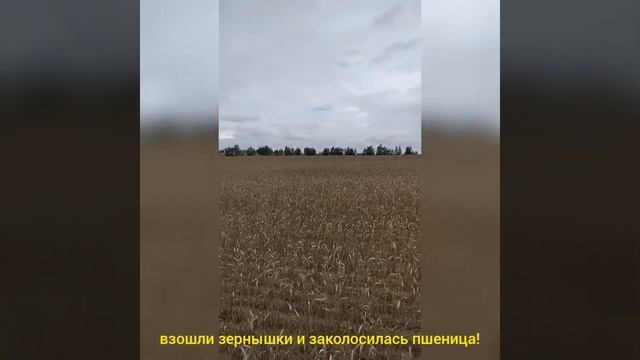 Акция#берегите хлеб